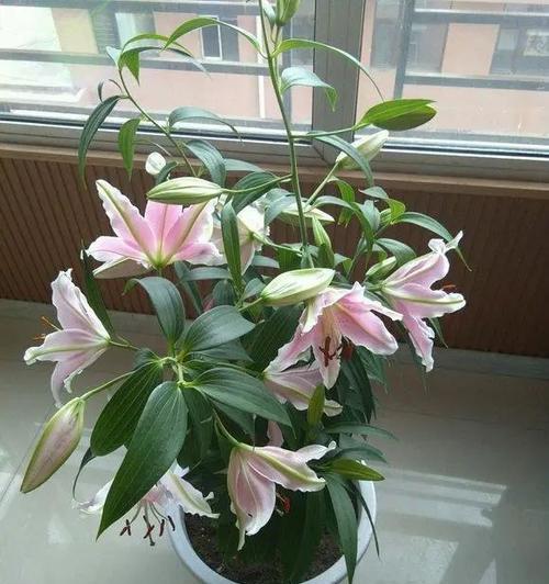 百合花香味的由来（从花朵到环境，探究百合花香味的散发之道）