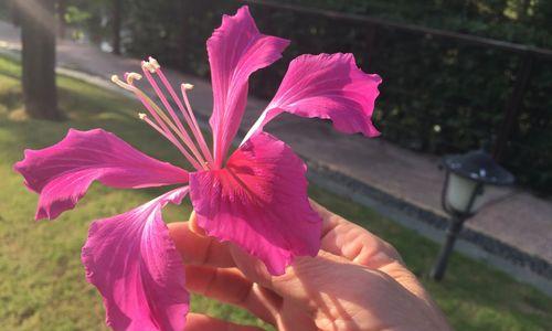 紫荆花的花期及生长特点（一年四季皆可观赏，了解紫荆花的生长条件和维护方法）