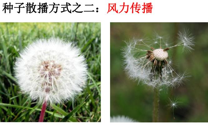 植物种子的传播方式（探秘植物世界中的繁殖之路）