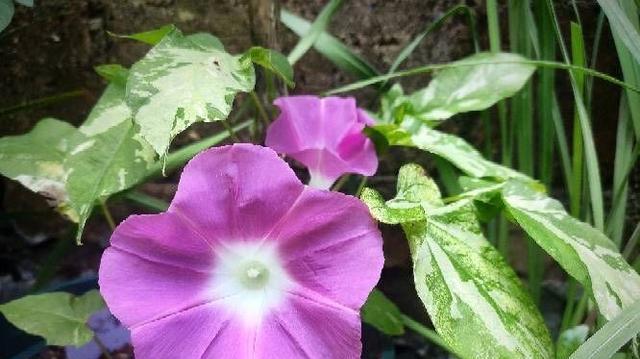 牵牛花种子的种植方法与时间（从选种到开花，助你轻松培育花园新成员）