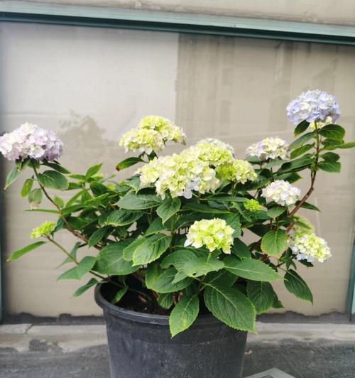 四季花开的美丽世界（探寻一年四季开花的植物）