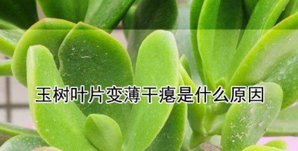 玉树叶子发软变薄该如何处理（从根源防治，让玉树恢复健康）