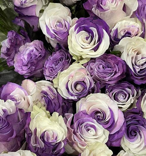 探寻紫色玫瑰花所代表的美好寓意（探寻紫色玫瑰花所代表的美好寓意）