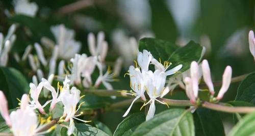 金银花白粉病防治（如何有效预防和治疗金银花白粉病？）