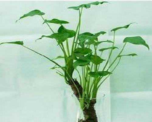 千手观音植物是否有毒？（了解千手观音植物的毒性与预防方法）
