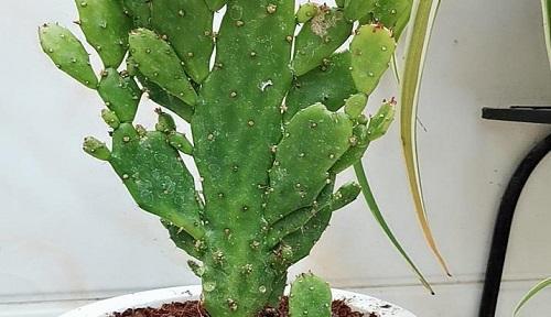 千手观音植物是否有毒？（了解千手观音植物的毒性与预防方法）