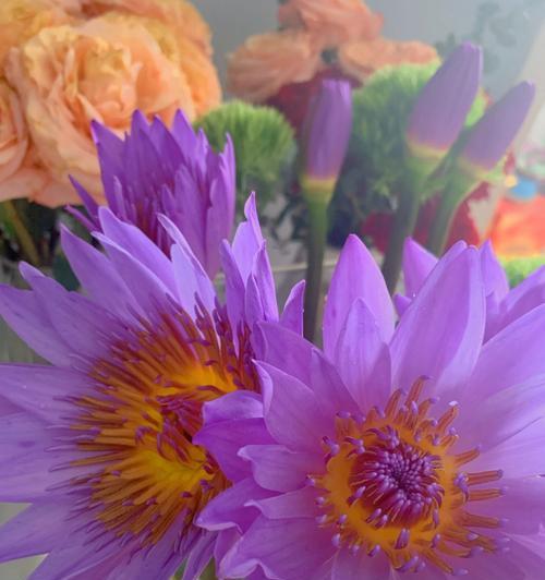 怎么养鲜花睡莲才好？（打造一片缤纷的花海）