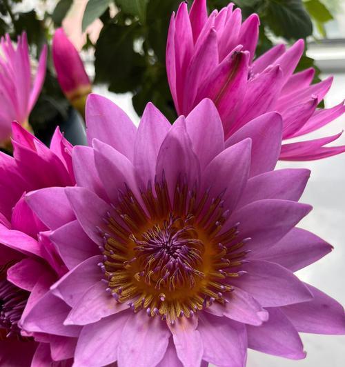 怎么养鲜花睡莲才好？（打造一片缤纷的花海）