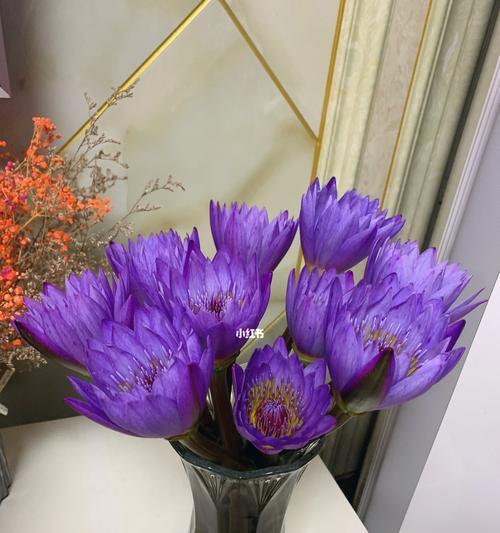 怎么养鲜花睡莲才好？（打造一片缤纷的花海）