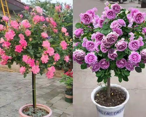 如何正确地栽种新买的月季花苗（教你一步步完成月季花苗的栽培，让它们茁壮成长）