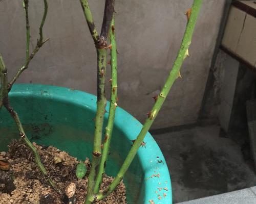 如何正确地栽种新买的月季花苗（教你一步步完成月季花苗的栽培，让它们茁壮成长）