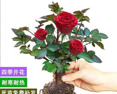 如何正确地栽种新买的月季花苗（教你一步步完成月季花苗的栽培，让它们茁壮成长）