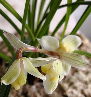 揭秘天下第一香的花名（探究香气成分，解析人们的喜爱之源）