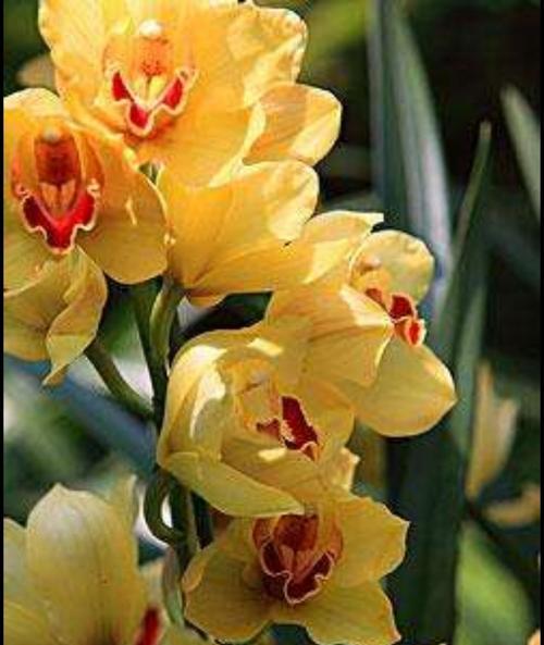 揭秘天下第一香的花名（探究香气成分，解析人们的喜爱之源）