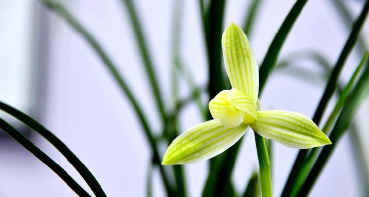 揭秘天下第一香的花名（探究香气成分，解析人们的喜爱之源）