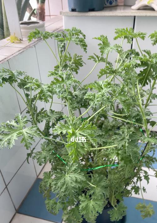 驱蚊草的分类与特点（探秘不同类型驱蚊草的神奇功效）