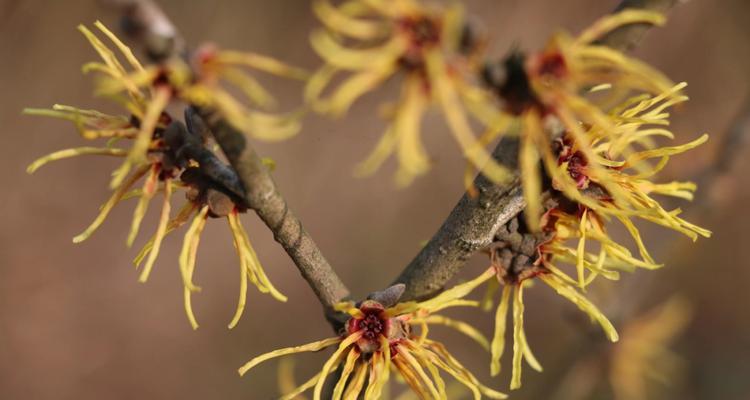 金缕梅——一种优美的草本植物（结构、生态及药用价值）