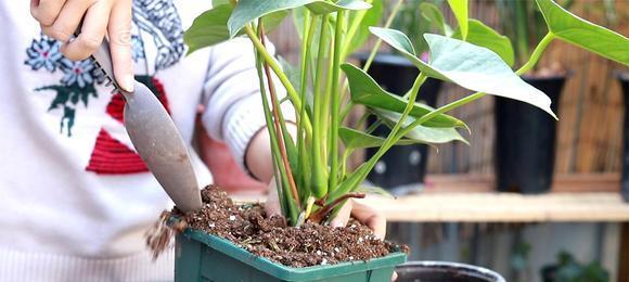 红掌换盆全攻略（小窍门教你轻松操作）