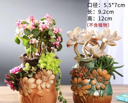 如何培育独具创意的多肉植物？（掌握这些方法，让你的多肉成为视觉盛宴）