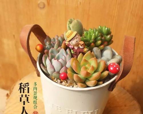 如何培育独具创意的多肉植物？（掌握这些方法，让你的多肉成为视觉盛宴）