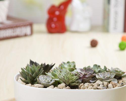 如何培育独具创意的多肉植物？（掌握这些方法，让你的多肉成为视觉盛宴）