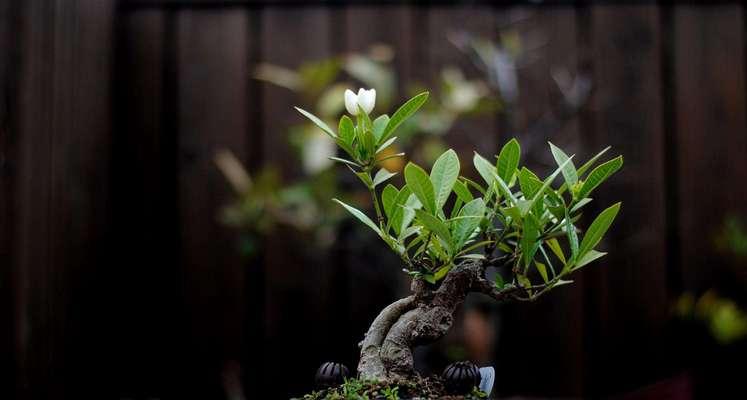 栀子花剪枝技巧（如何正确地修剪栀子花——栀子花剪枝指南）