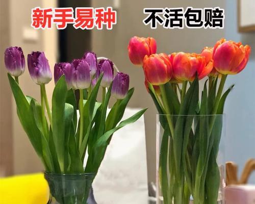 如何成功种植郁金香——土培技巧全解析（掌握一招，让您的郁金香成为花园中的焦点）