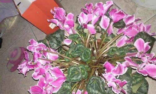 仙客来换盆之注意事项（让你的植物焕然一新）