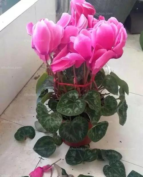 仙客来换盆之注意事项（让你的植物焕然一新）