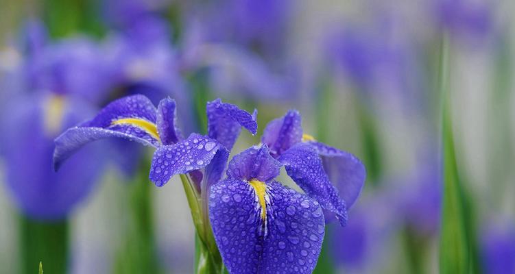 鸢尾花种植技术详解（从品种选择到养护要点，轻松掌握鸢尾花种植关键）