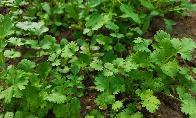 香菜种植方法详解（从选地到收割，无死角教你种出肥美的香菜！）