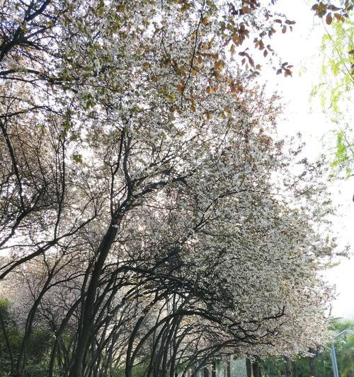 白玉兰花树种植指南（如何在家种植一株美丽的白玉兰花树）