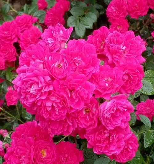 种植蔷薇花的最佳时机（选择适宜的季节和气候条件来打造美丽的花园）