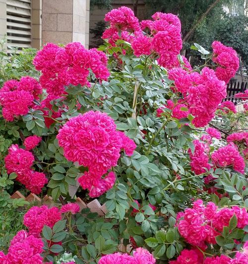 种植蔷薇花的最佳时机（选择适宜的季节和气候条件来打造美丽的花园）