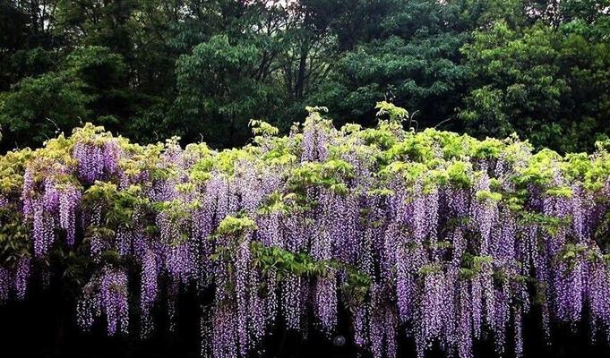 花期最长的爬藤花排名及品种推荐（品味时间美学——探寻经久不衰的爬藤花）