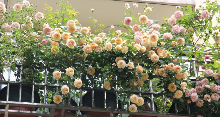 花期最长的爬藤花排名及品种推荐（品味时间美学——探寻经久不衰的爬藤花）