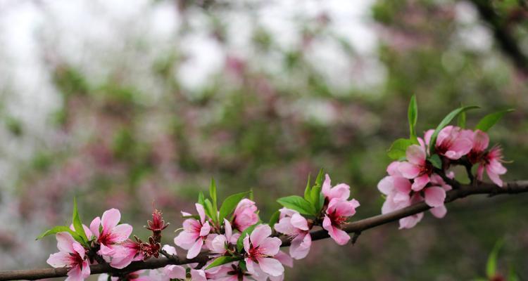 缤纷春野花海如锦（探寻春天野花的世界呈现自然色彩）