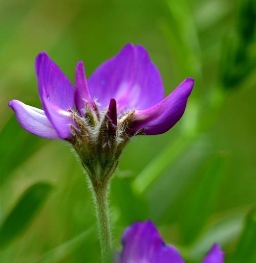 缤纷春野花海如锦（探寻春天野花的世界呈现自然色彩）