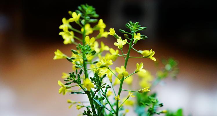 缤纷春野花海如锦（探寻春天野花的世界呈现自然色彩）