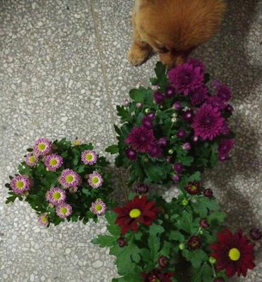 菊花的过冬方法（如何让菊花安全过冬）