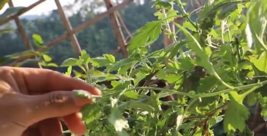 菊花的过冬方法（如何让菊花安全过冬）