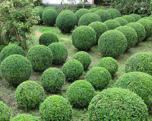 探秘城市中的绿色宝藏——常见绿化植物（了解这些植物，打造更美好的城市生态环境）