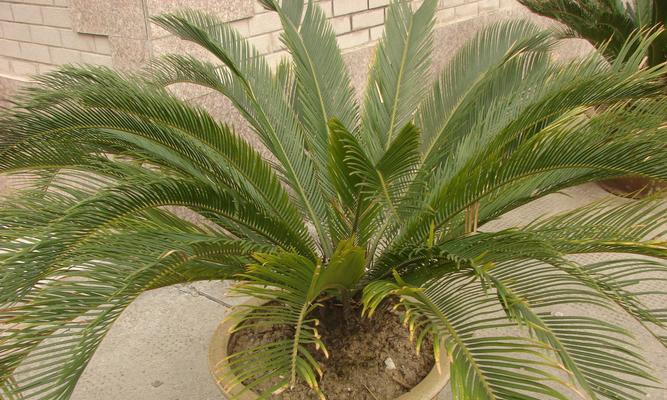 探秘城市中的绿色宝藏——常见绿化植物（了解这些植物，打造更美好的城市生态环境）