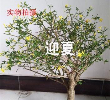 如何治疗盆栽迎春花长白霉（盆栽迎春花长白霉的成因和预防方法）