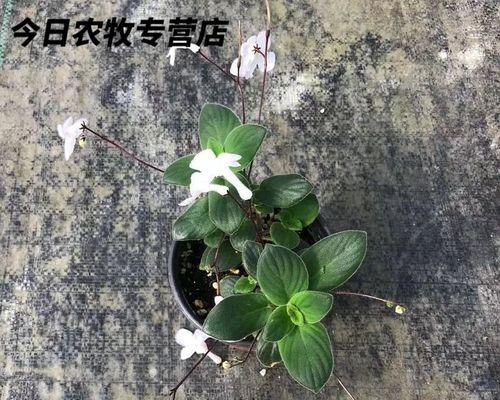 海豚花养殖方法详解（培育快乐健康的海豚花，轻松掌握养殖技巧）