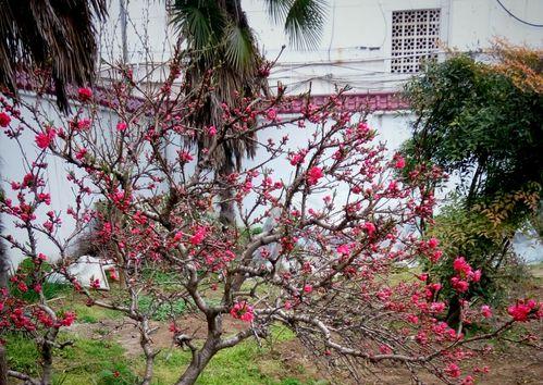 红花寿星桃的栽培方法（如何种植健康美丽的寿星桃）