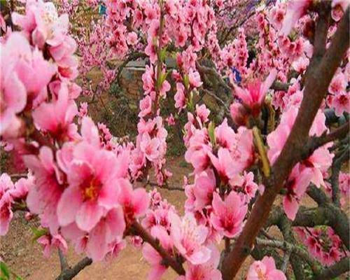 红花寿星桃的栽培方法（如何种植健康美丽的寿星桃）