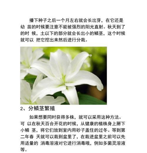 花卉繁殖多种方法，轻松学习（掌握花卉繁殖技巧，让家中花园绽放生机）