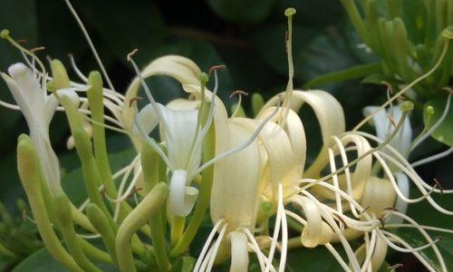 金银花开花技巧——让你的金银花花团锦簇