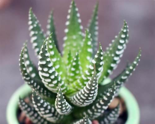 鹰爪十二条养殖技巧剖析（掌握这些技巧，让你的鹰爪十二条健康成长）